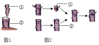 图片_x0020_1803154665