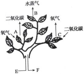 图片_x0020_1992441691