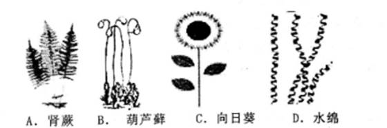 图片_x0020_935524696