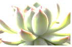 图片_x0020_2087375819