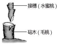 图片_x0020_100001